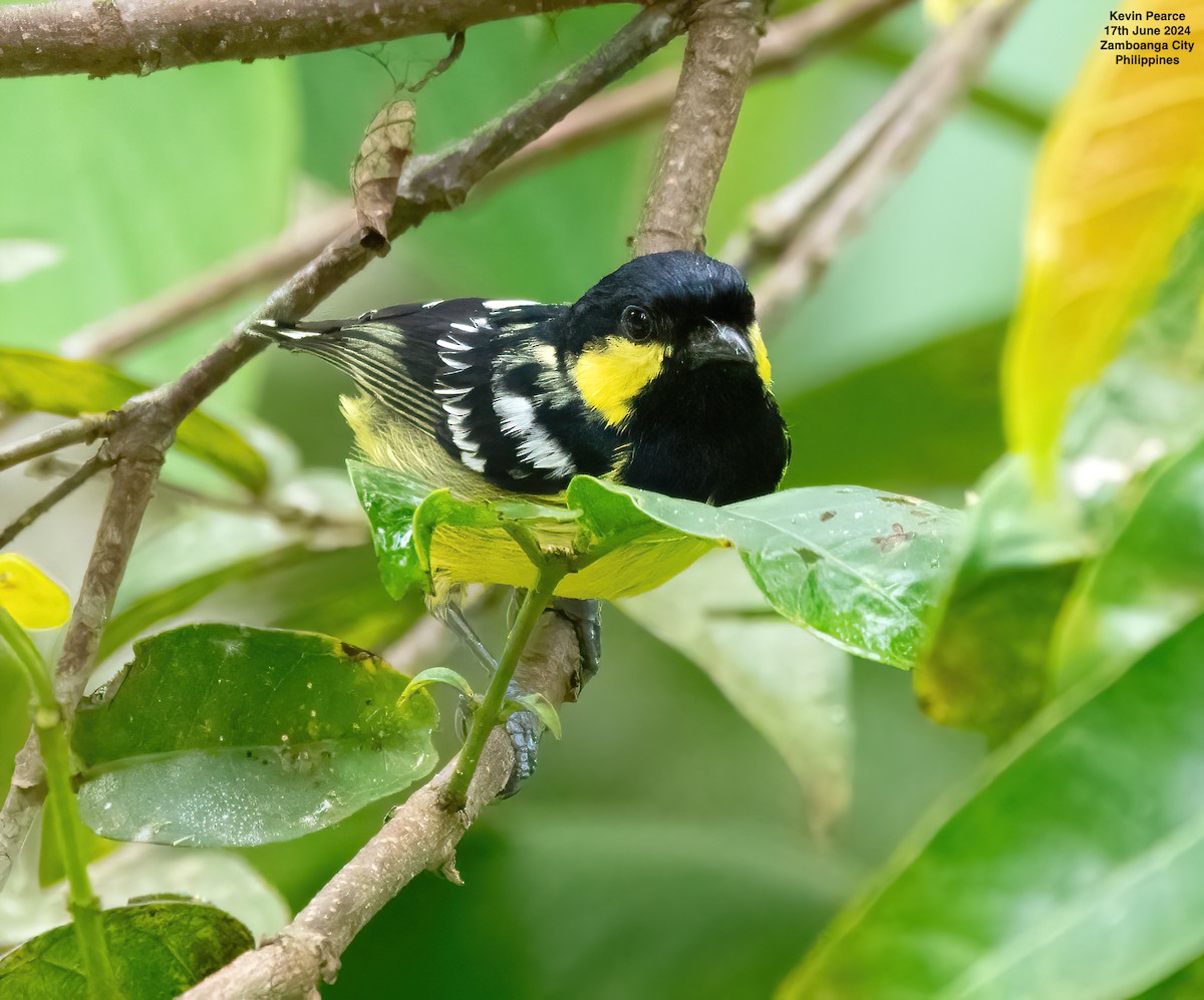 Elegant Tit - ML620561591