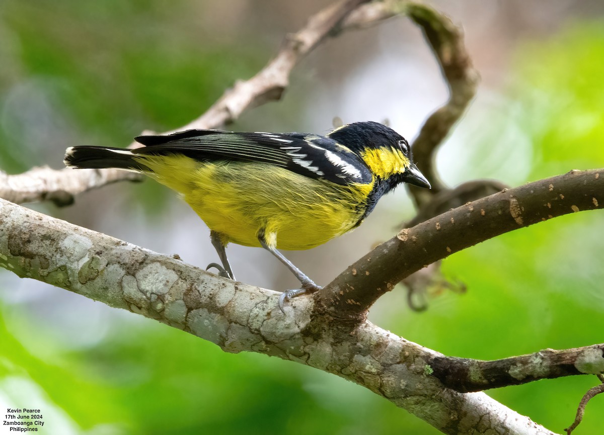 Elegant Tit - ML620561594