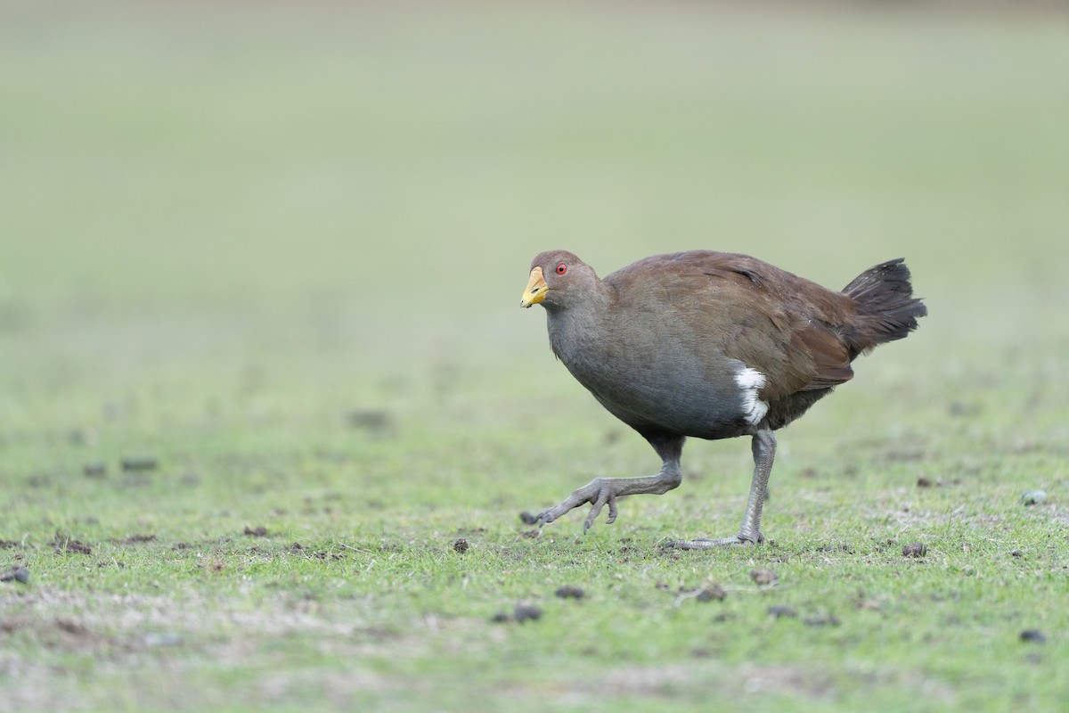 Tasmanian Nativehen - ML620561597