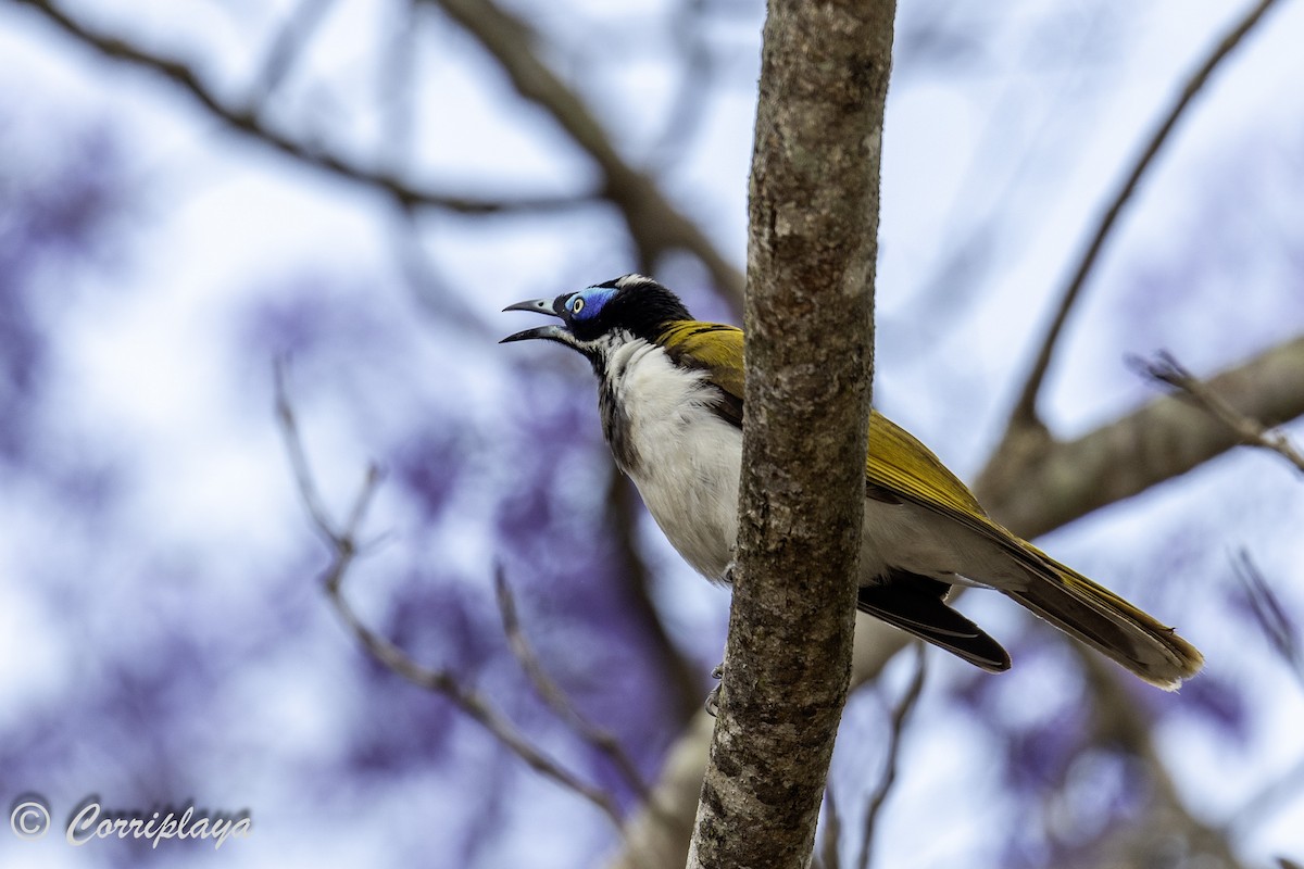 Blue-faced Honeyeater - Fernando del Valle