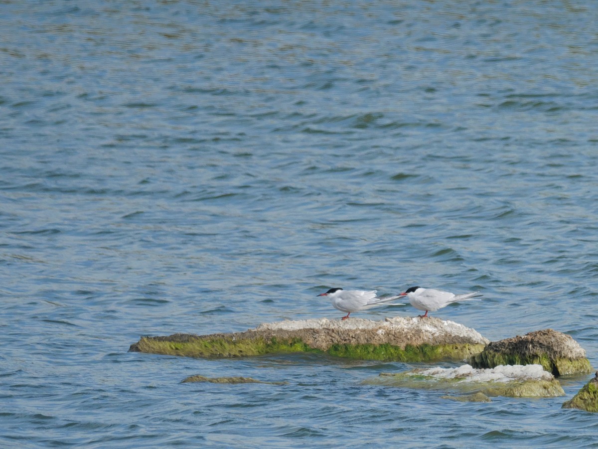 Common Tern - ML620561599