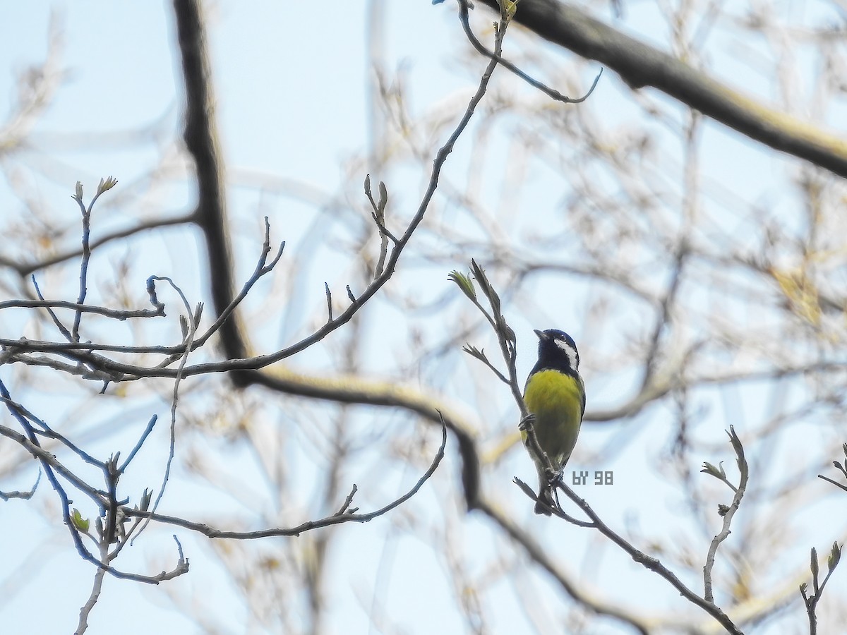 Yellow-bellied Tit - ML620561601