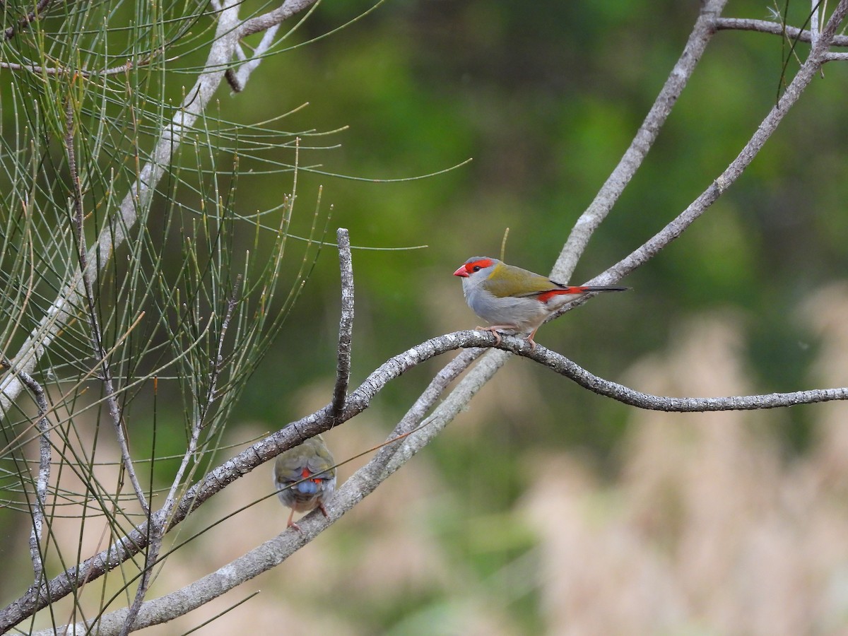 Red-browed Firetail - ML620561604