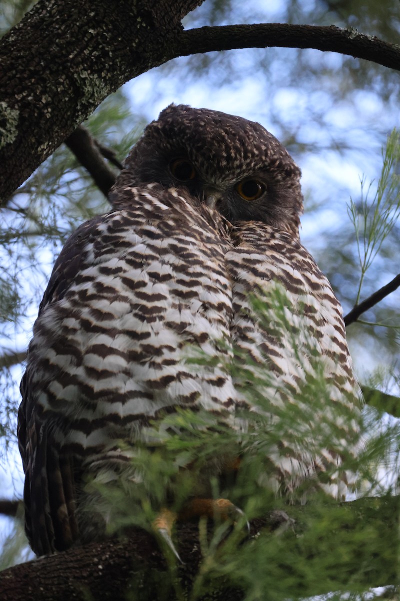 Powerful Owl - ML620561605