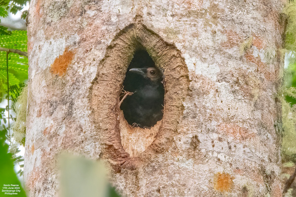 Miná Coleto - ML620561607