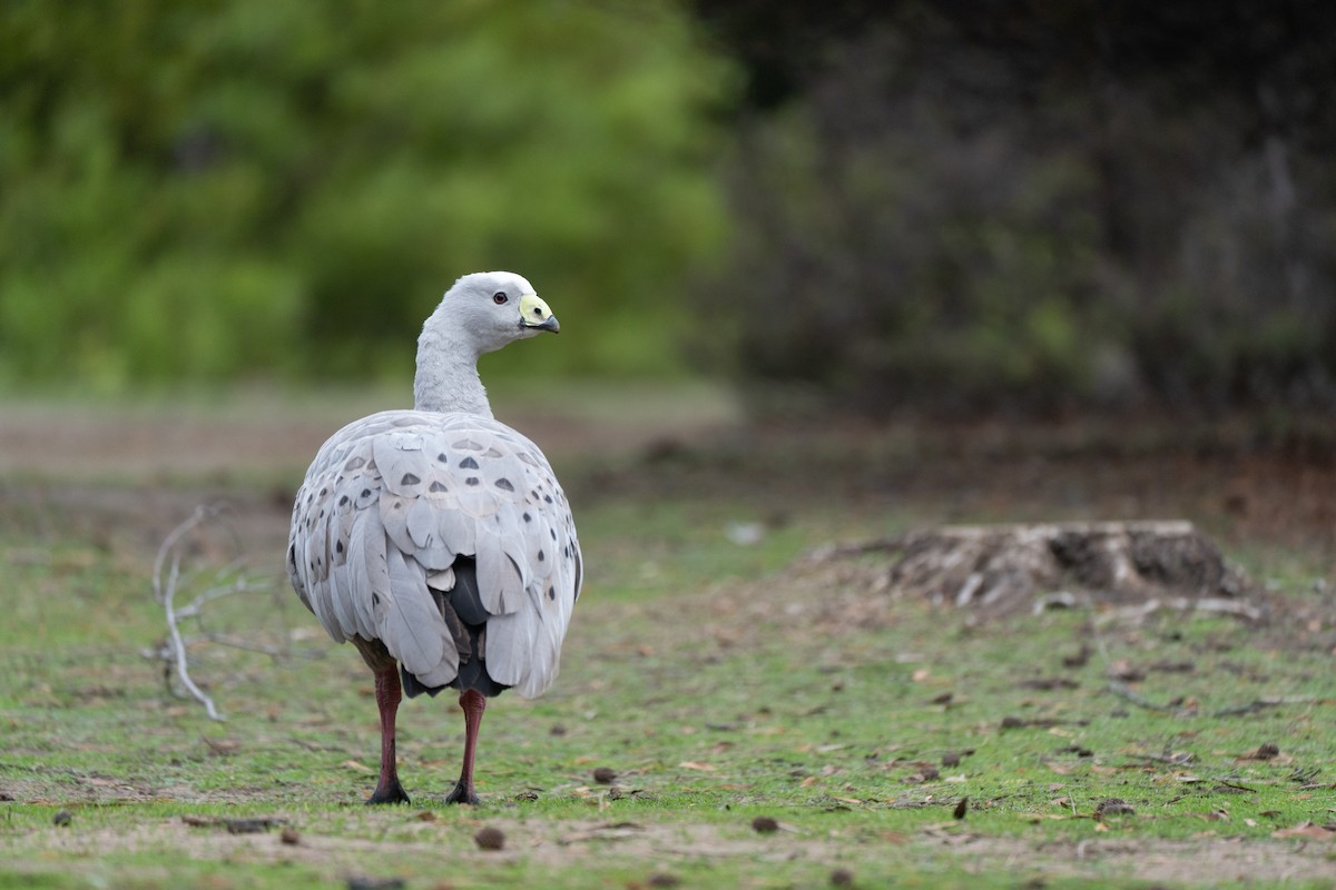 Cape Barren Goose - ML620561614