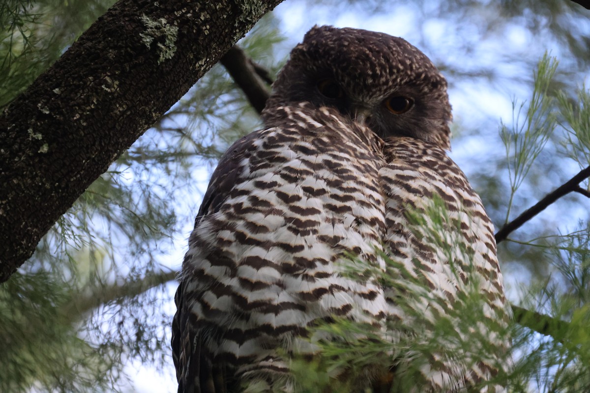 Powerful Owl - ML620561615