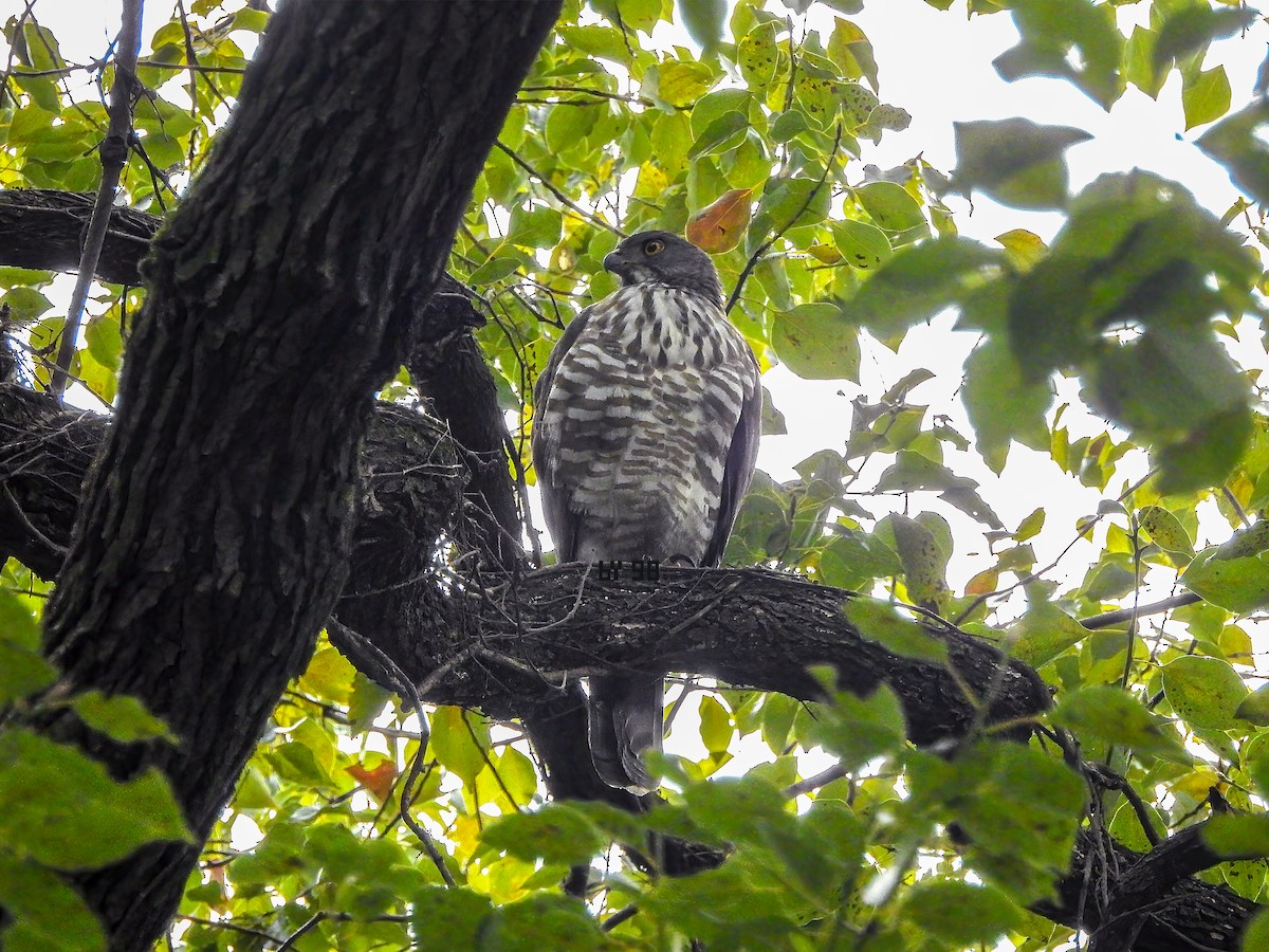 Crested Goshawk - ML620561616