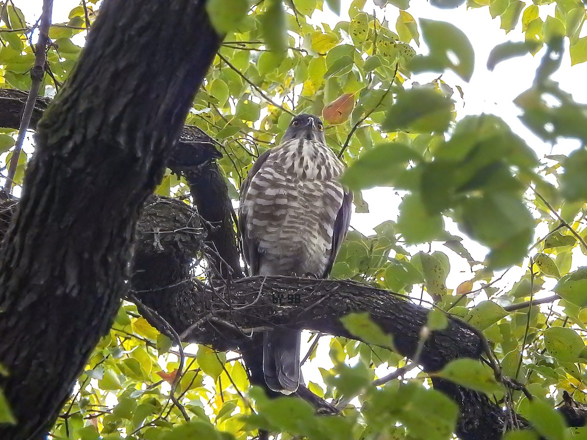 Crested Goshawk - ML620561618