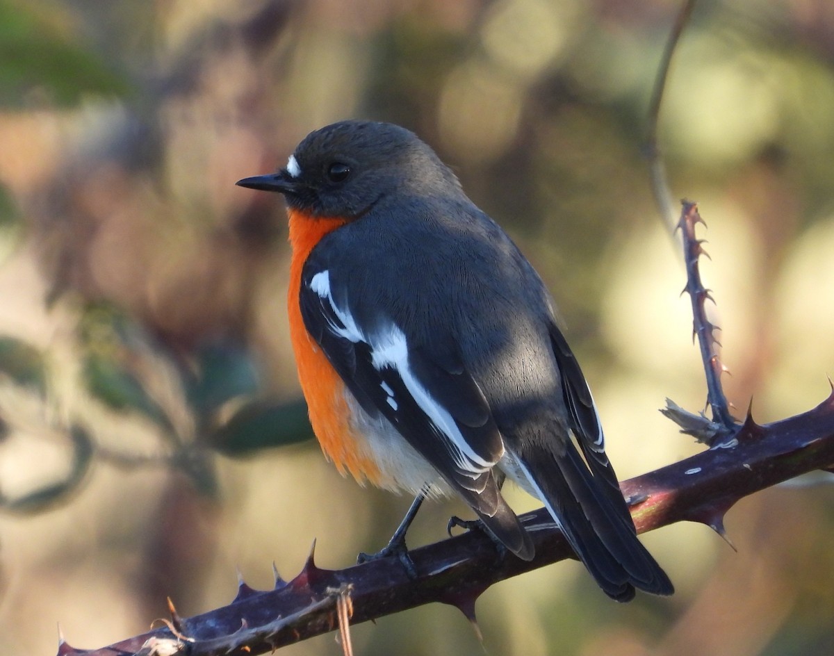 Flame Robin - ML620561621