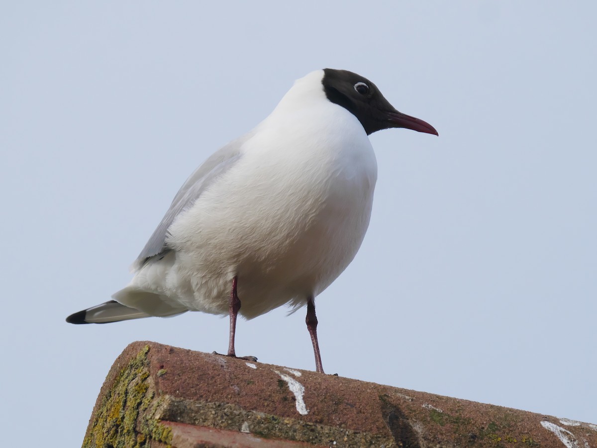 Black-headed Gull - ML620561622