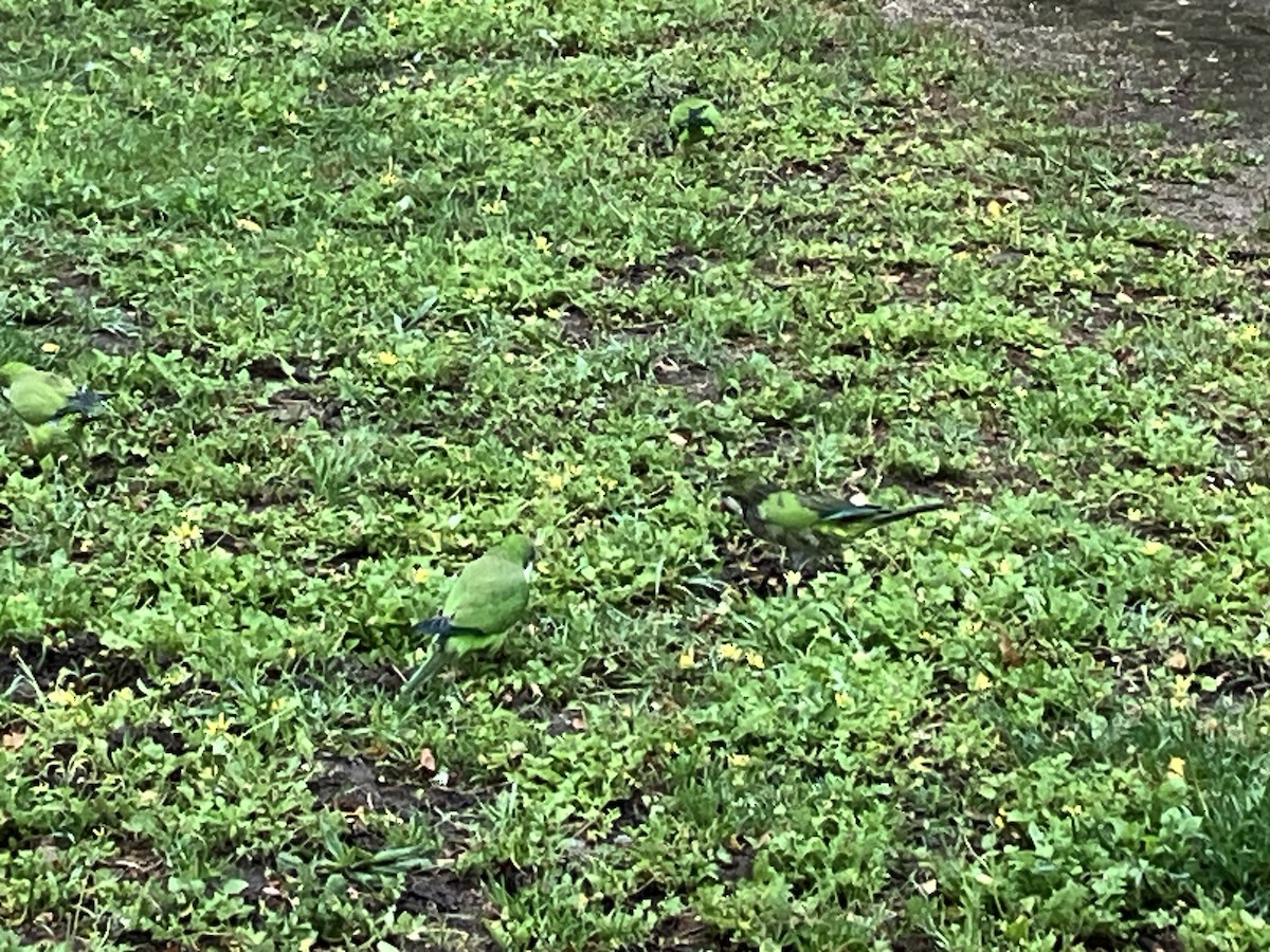 Monk Parakeet - ML620561627