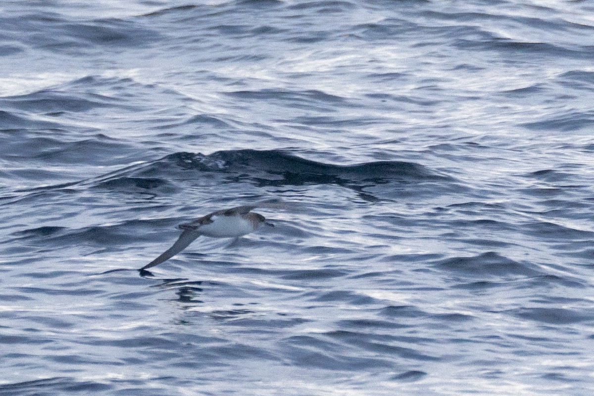 Fluttering Shearwater - ML620561629