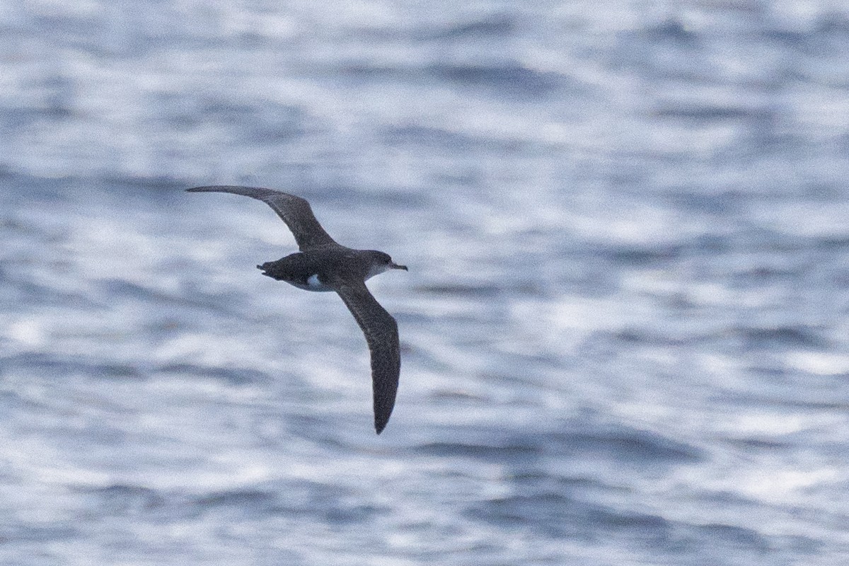 Fluttering Shearwater - ML620561630