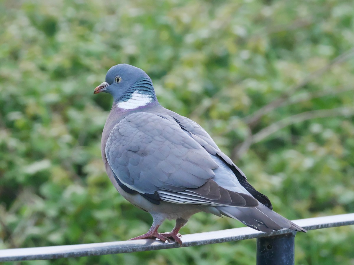 Common Wood-Pigeon - ML620561632