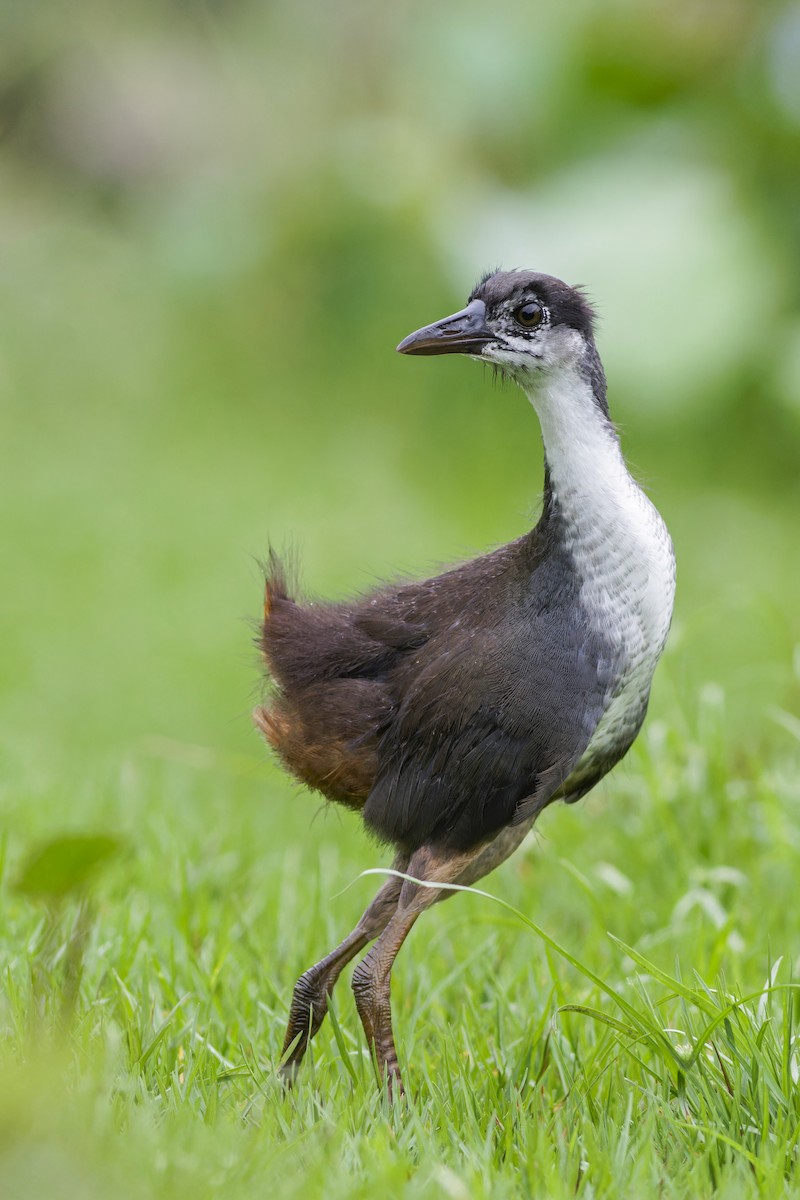 White-breasted Waterhen - Se Chea