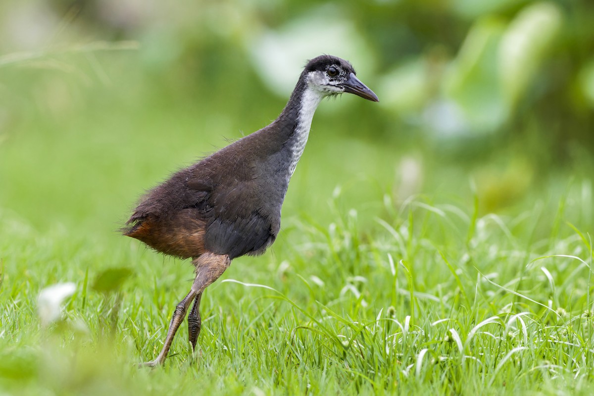 White-breasted Waterhen - ML620561634