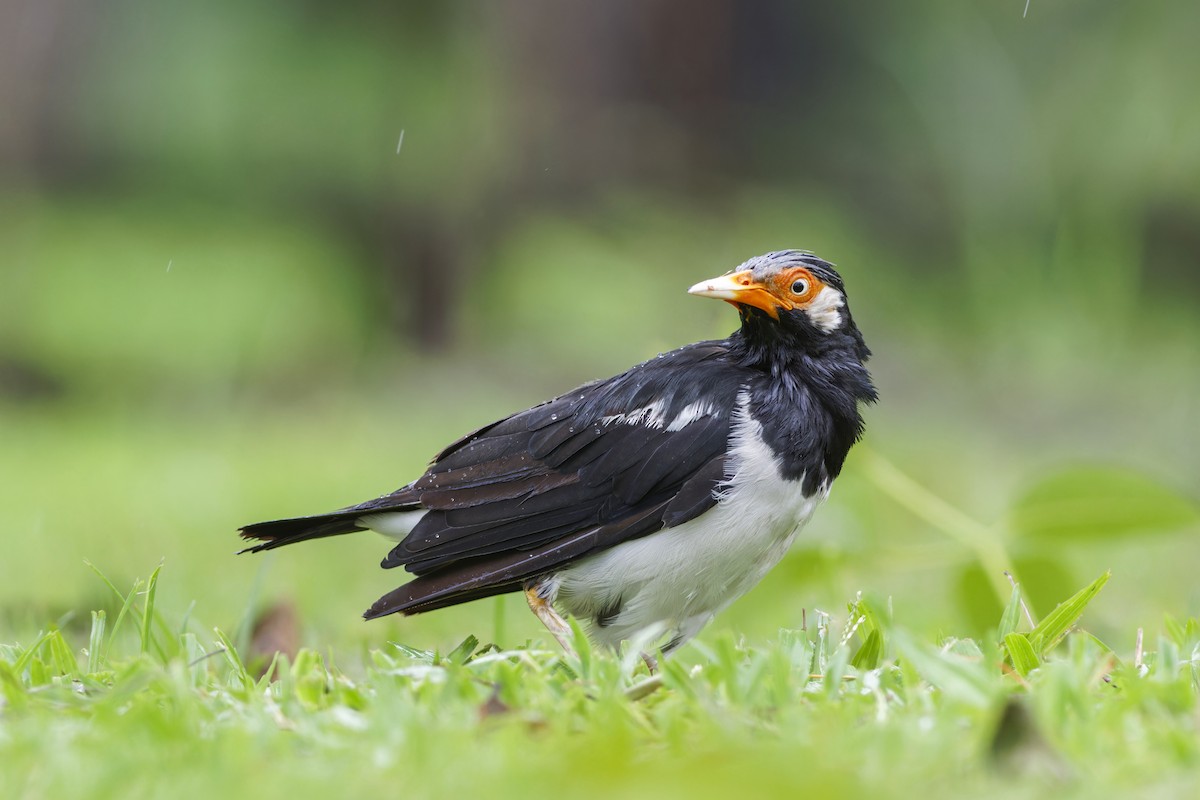 Siamese Pied Starling - ML620561639