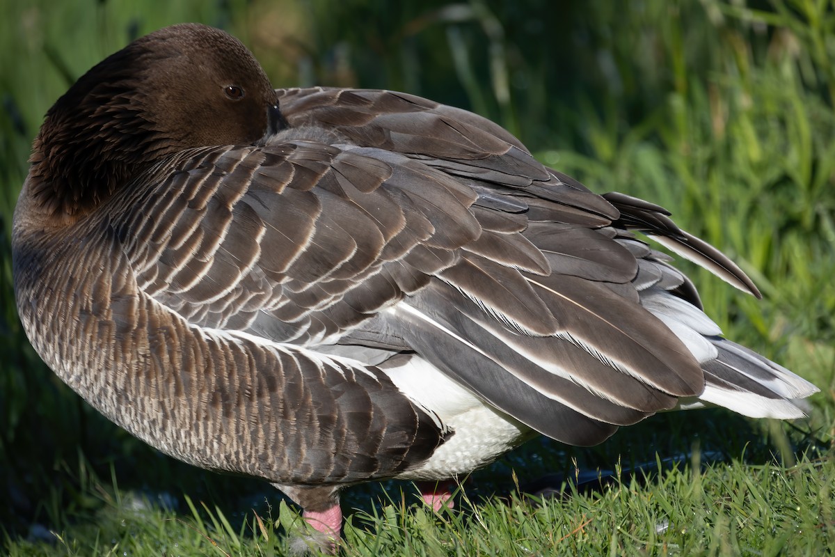 Pink-footed Goose - ML620561642