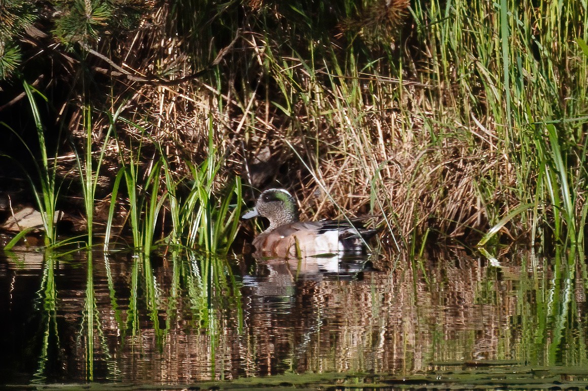 Canard d'Amérique - ML620561644