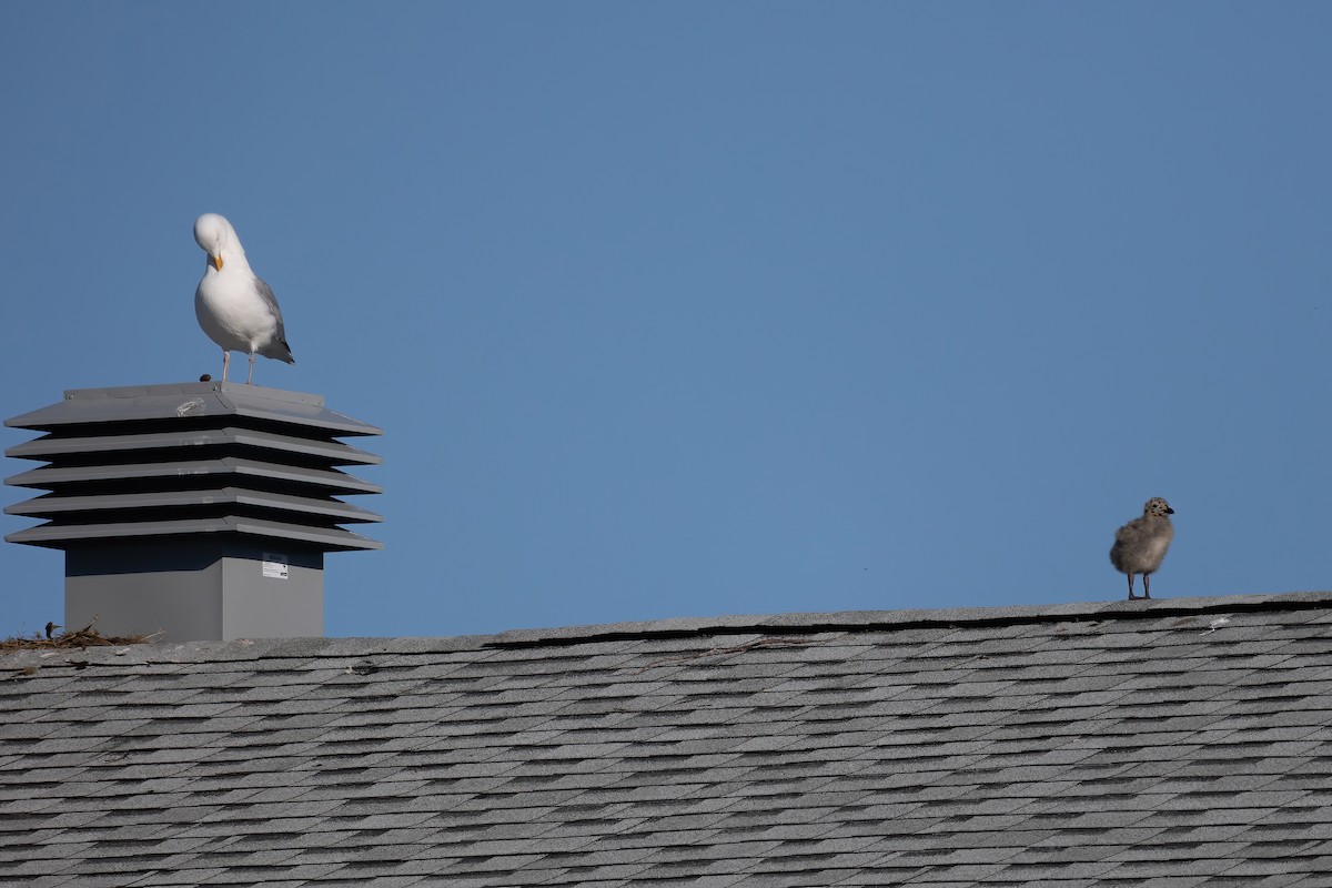 Herring Gull - ML620561646