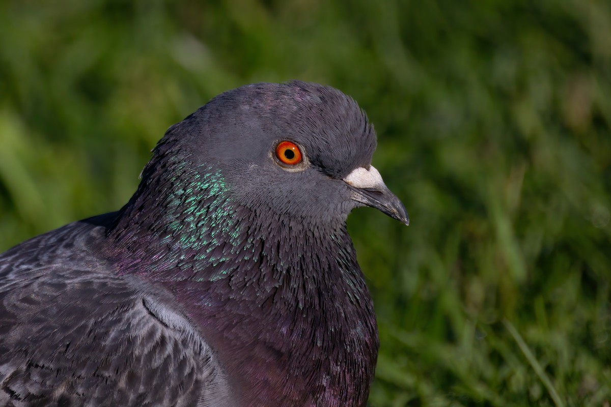Rock Pigeon (Feral Pigeon) - ML620561647
