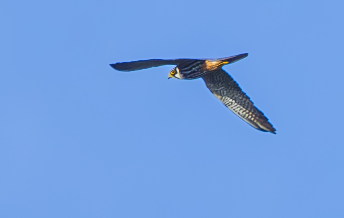 Eurasian Hobby - ML620561654