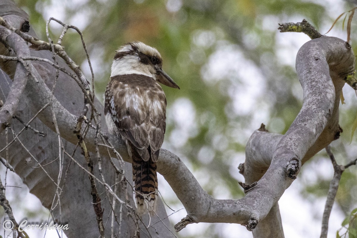 Laughing Kookaburra - ML620561656