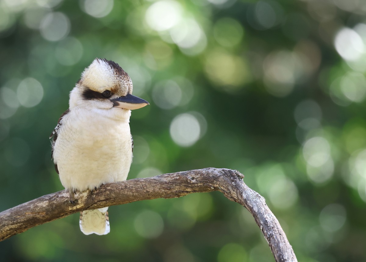 Laughing Kookaburra - ML620561658