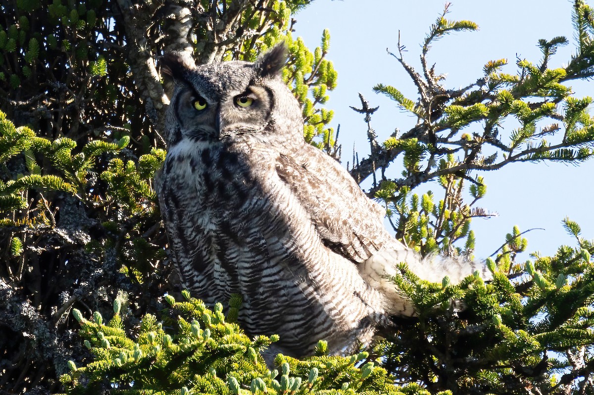 Great Horned Owl - ML620561663
