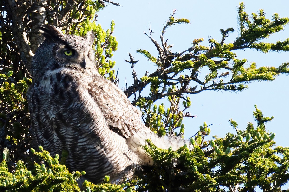 Great Horned Owl - ML620561664