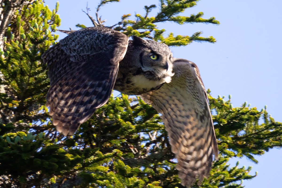 Great Horned Owl - ML620561665