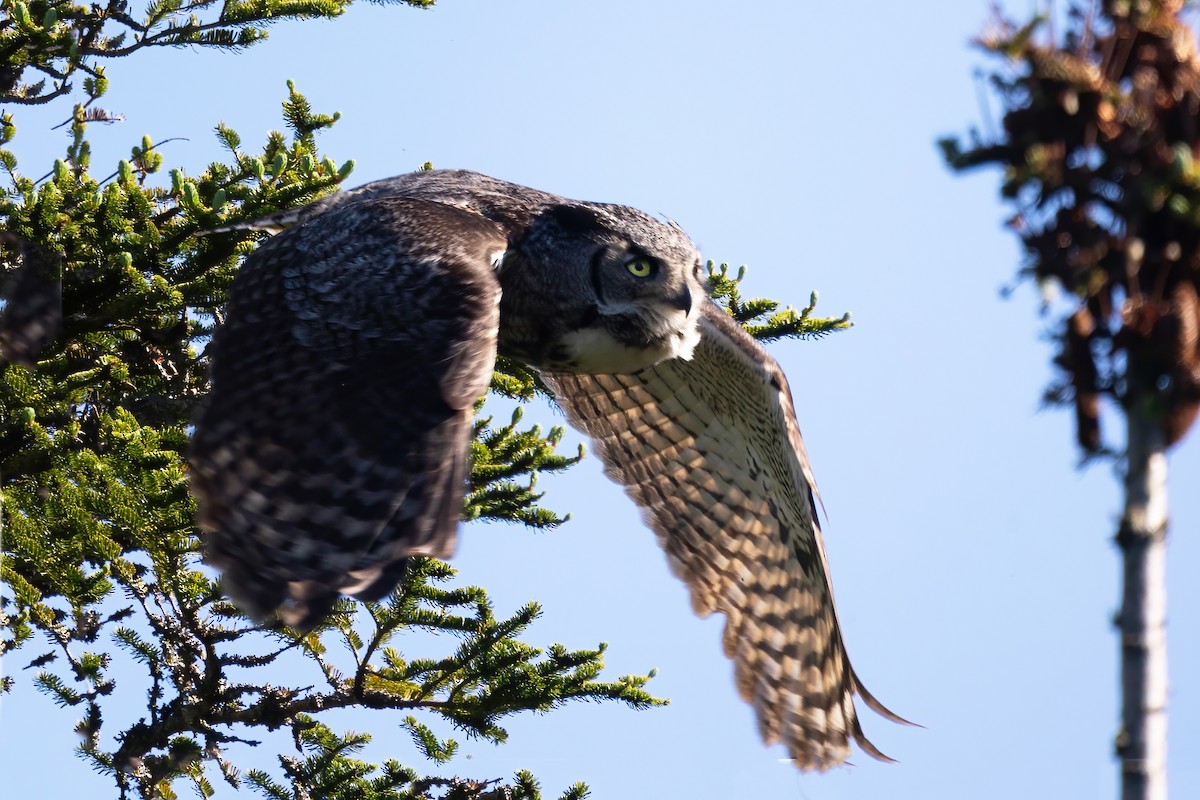 Great Horned Owl - Mitch (Michel) Doucet