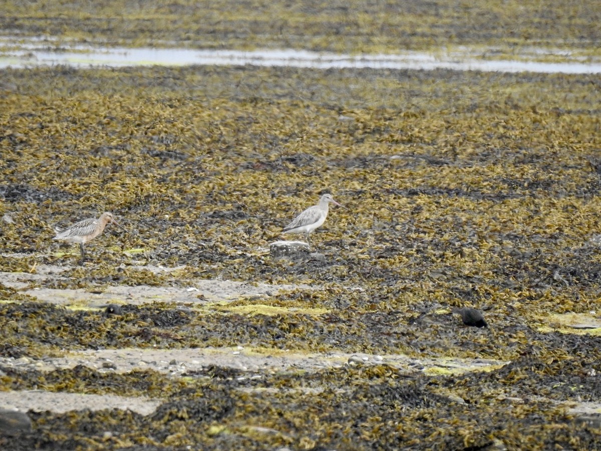 Bar-tailed Godwit - ML620561686