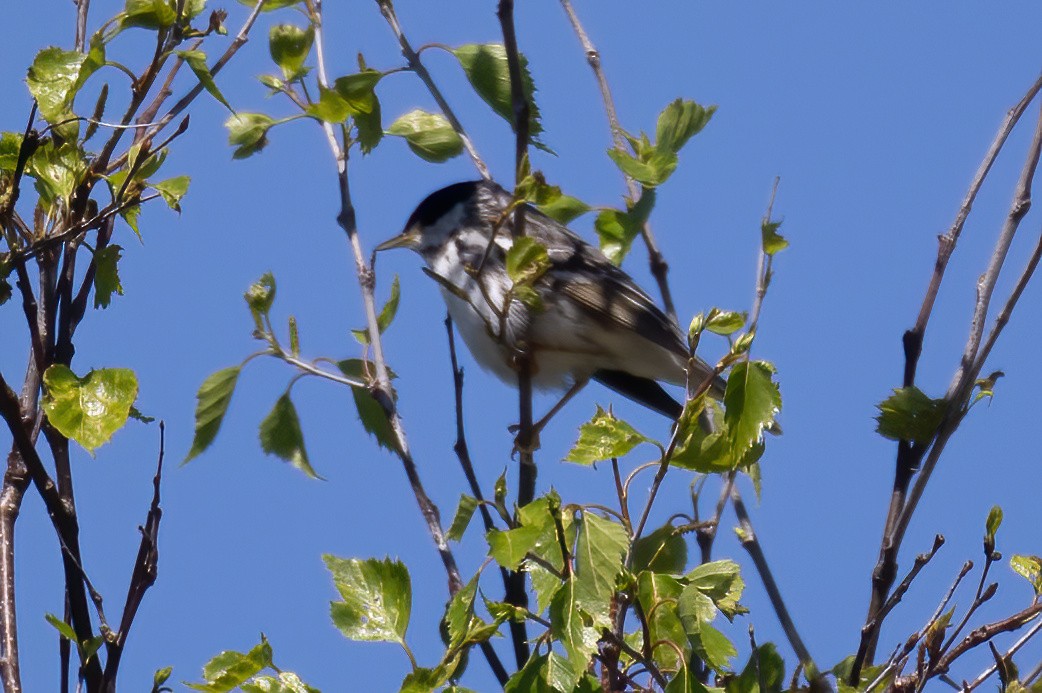 Blackpoll Warbler - ML620561698