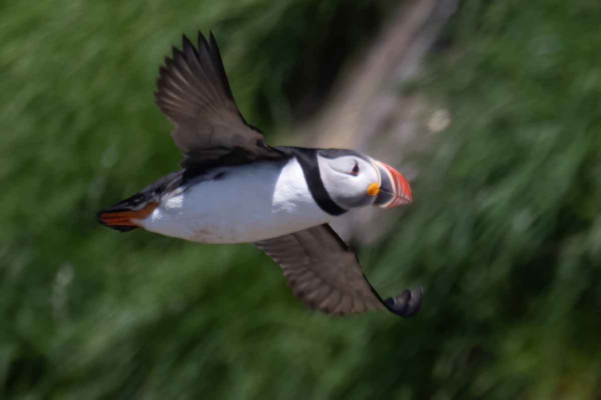 Atlantic Puffin - ML620561704