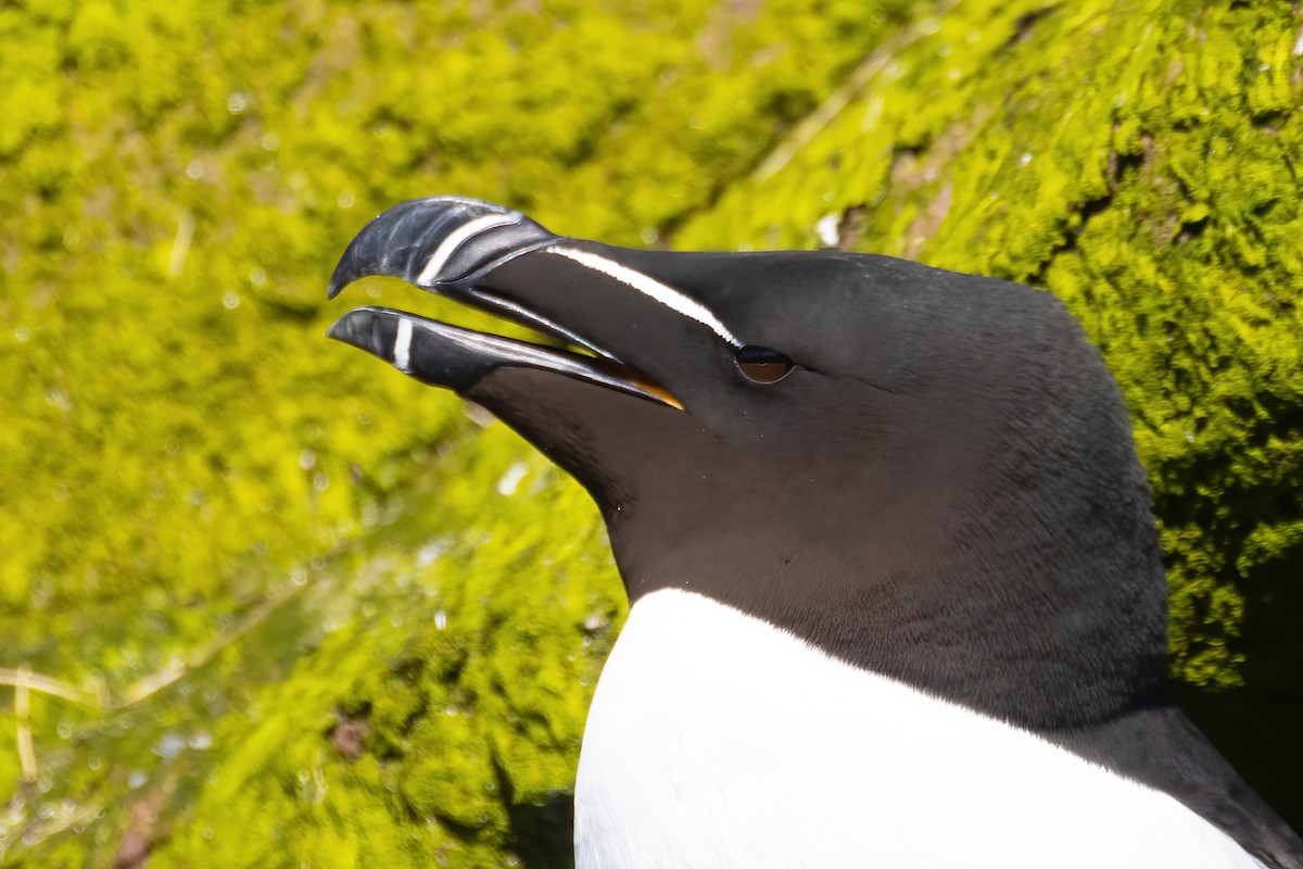 Razorbill - ML620561709