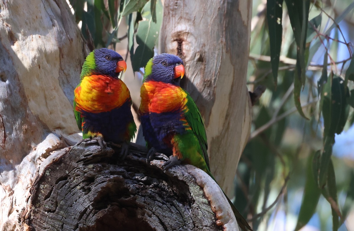 Rainbow Lorikeet - ML620561714