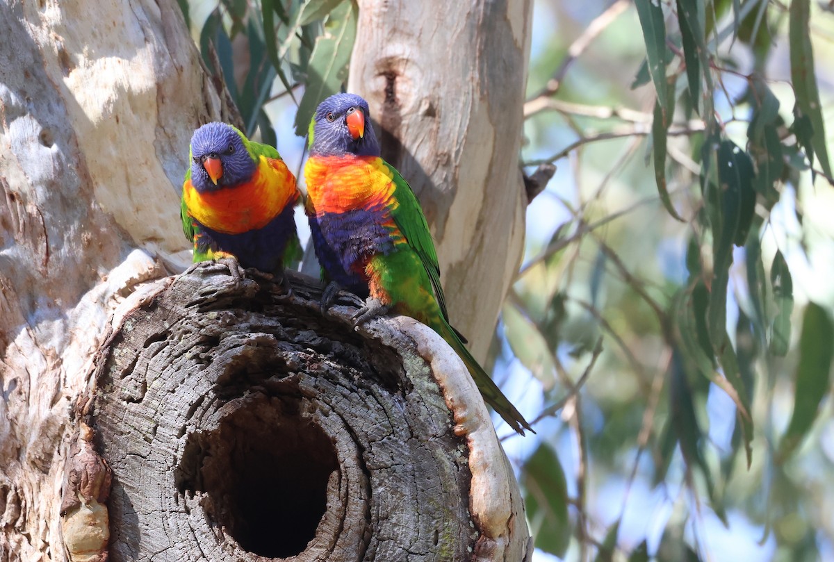 Rainbow Lorikeet - ML620561715