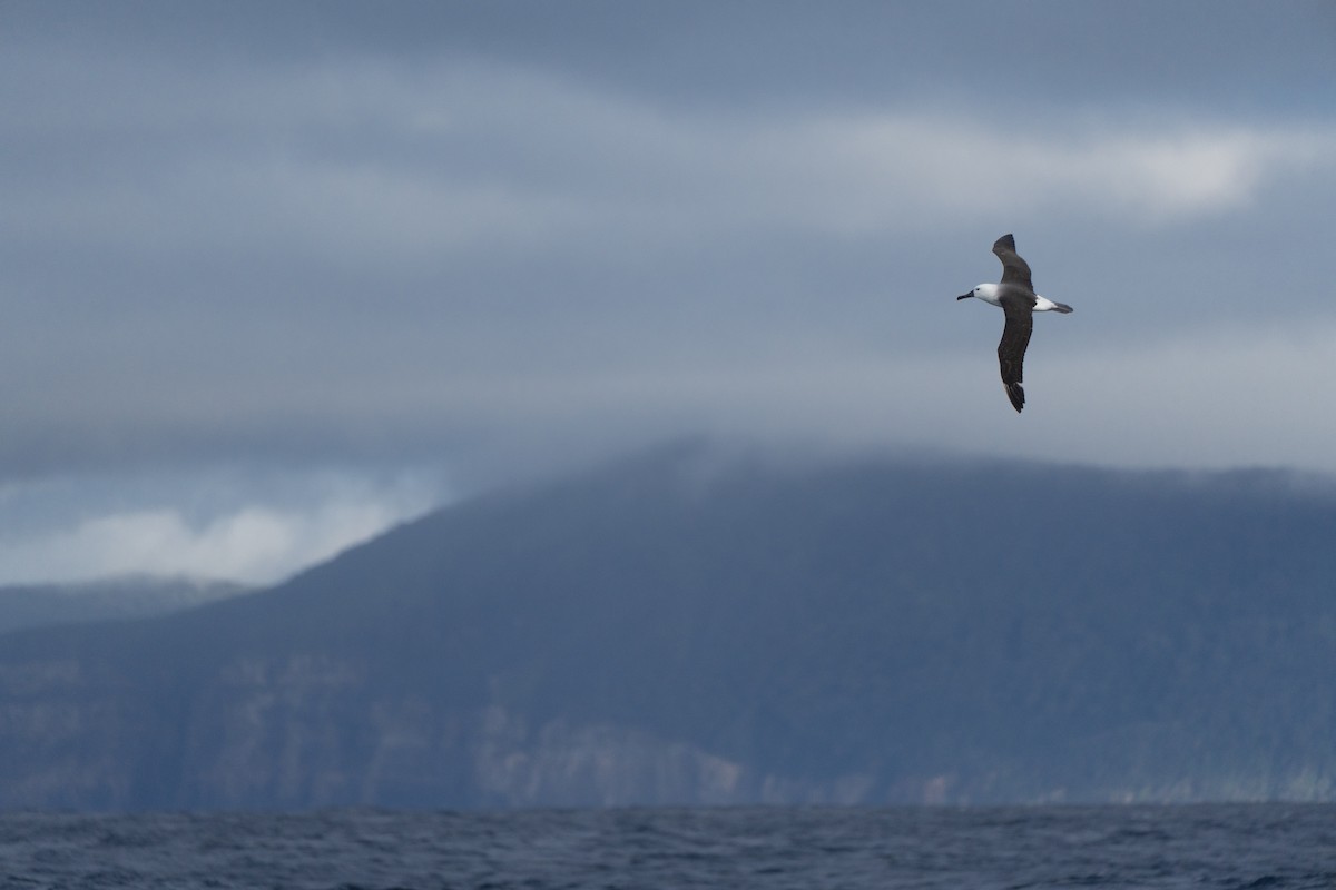 Indian Yellow-nosed Albatross - ML620561719