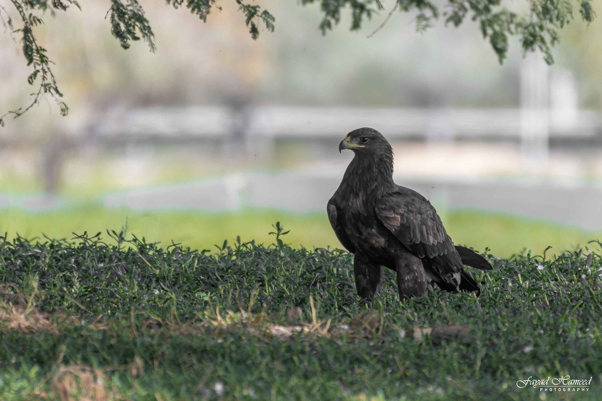 Greater Spotted Eagle - ML620561729