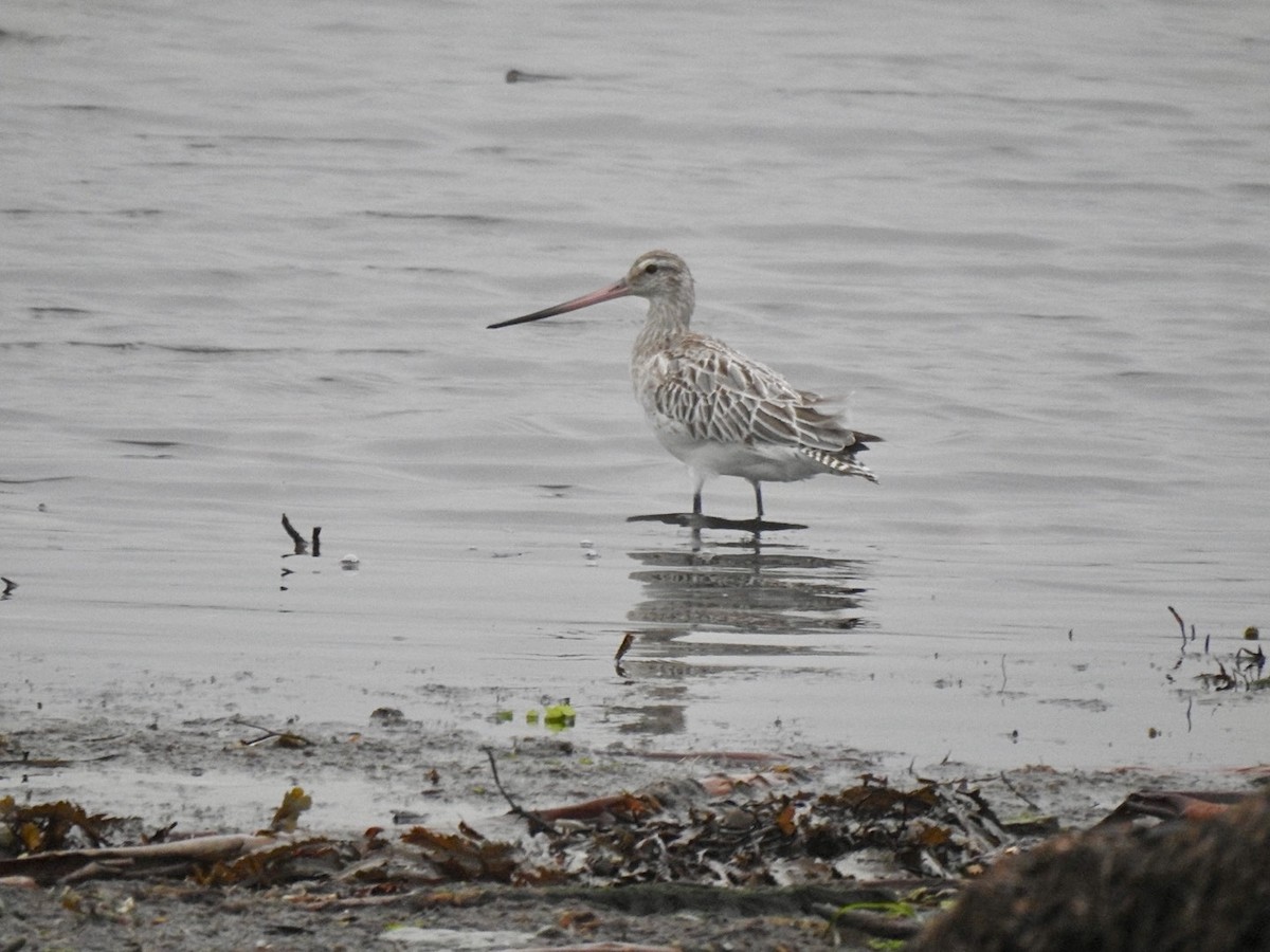 Bar-tailed Godwit - ML620561733