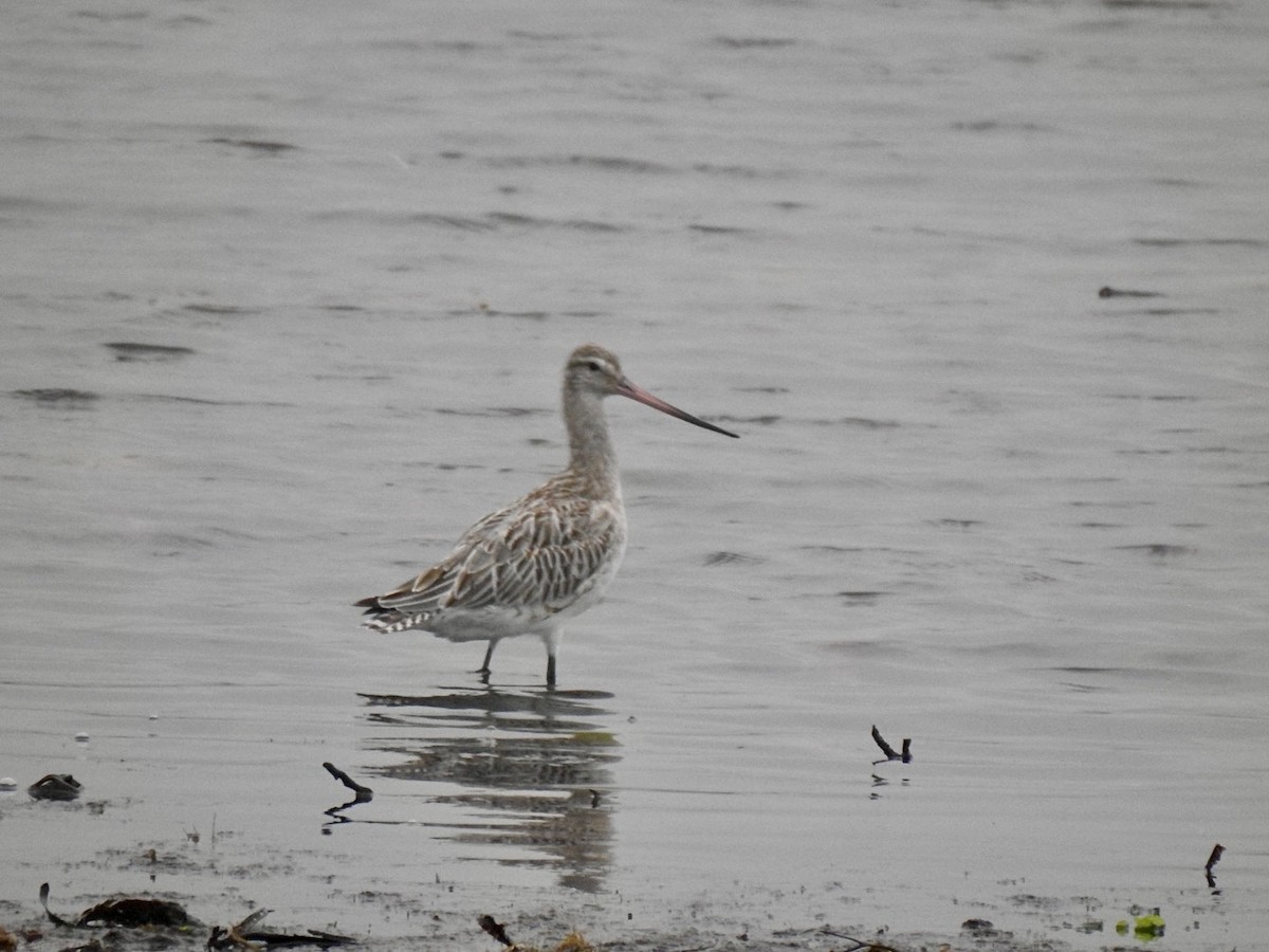 Bar-tailed Godwit - ML620561734