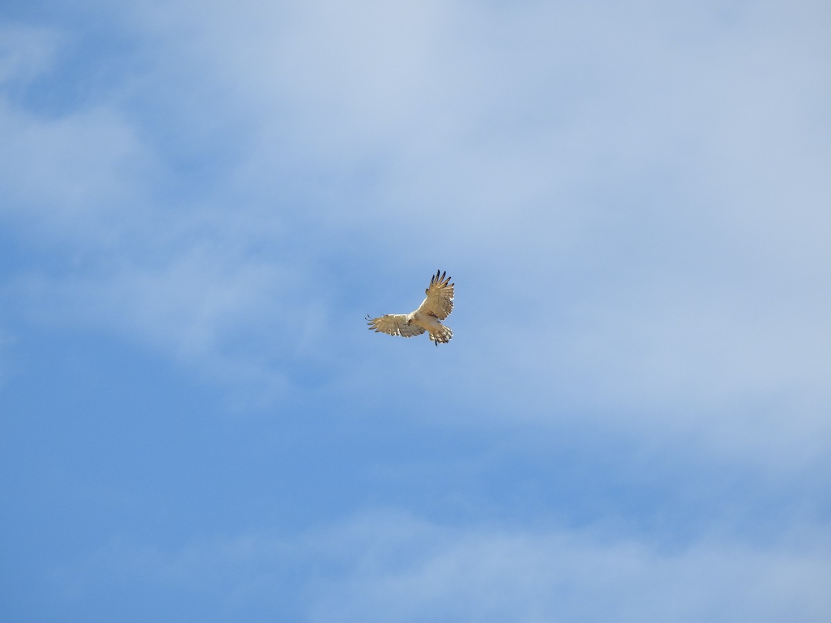 Short-toed Snake-Eagle - ML620561738