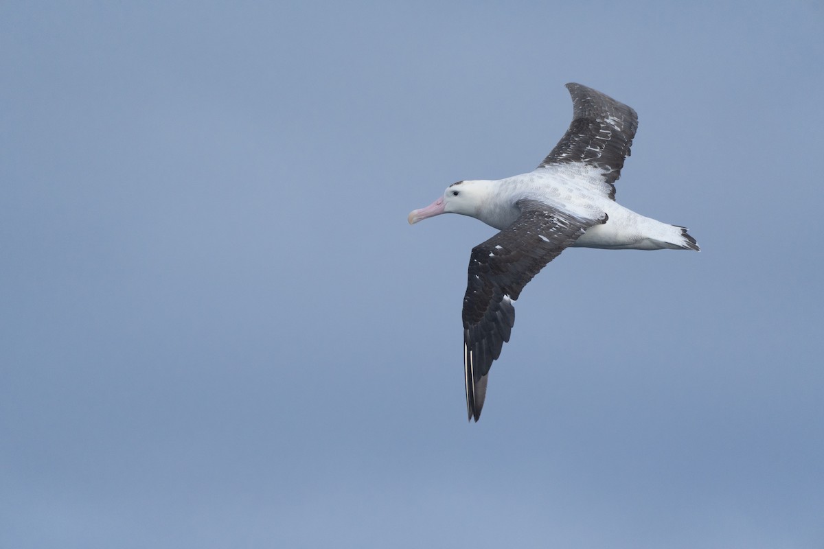 Albatros de las Antípodas (gibsoni) - ML620561743