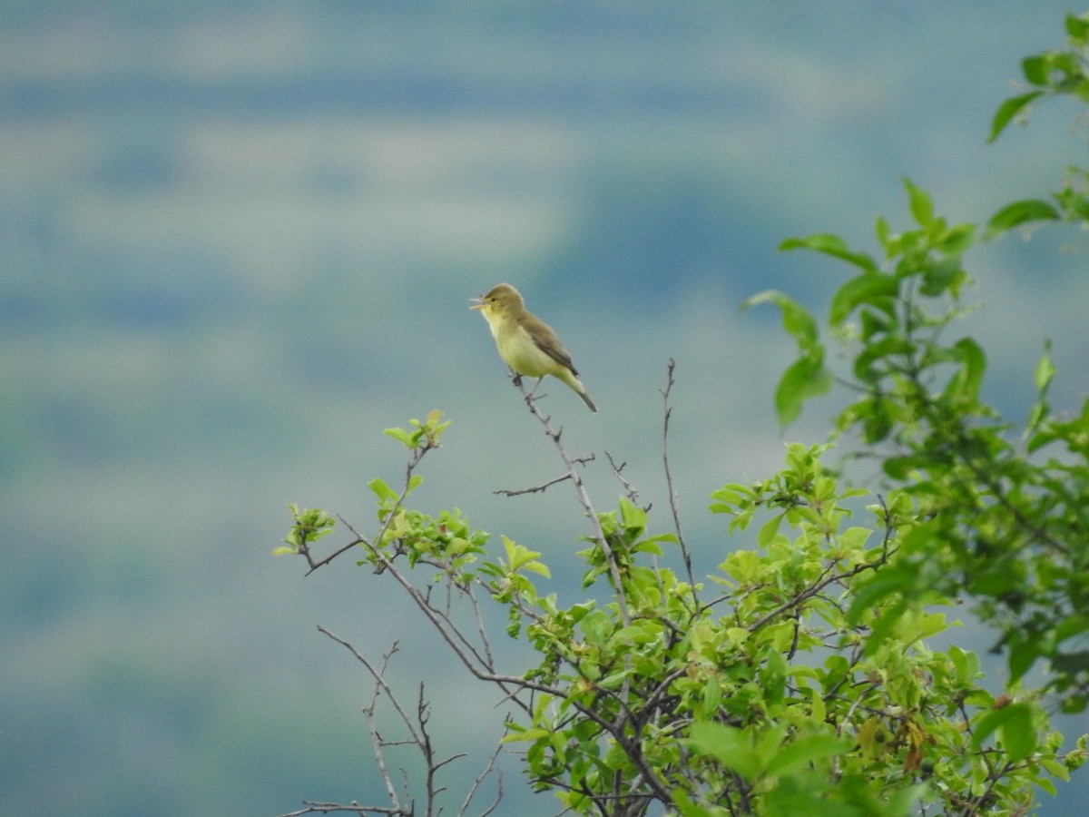 Melodious Warbler - ML620561747