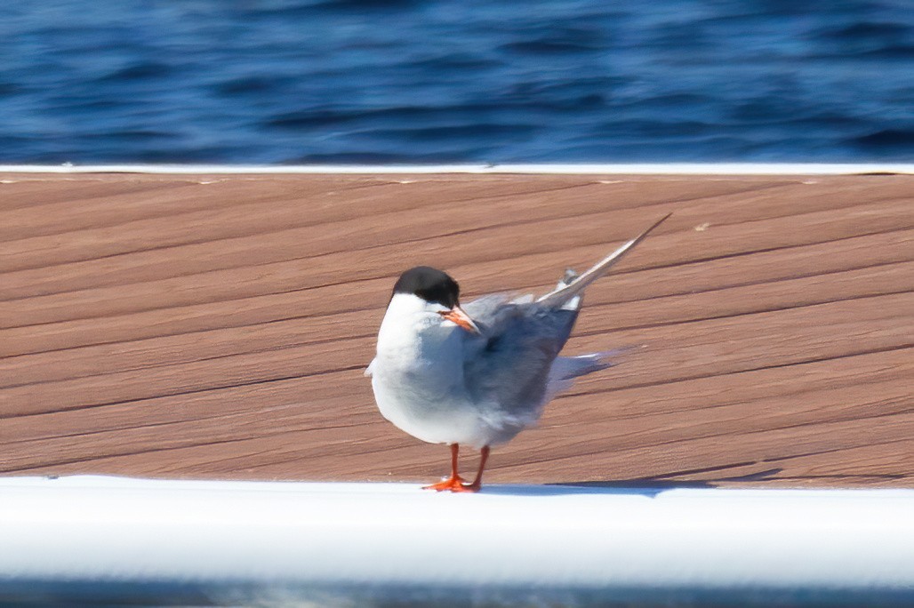 Common Tern - ML620561750