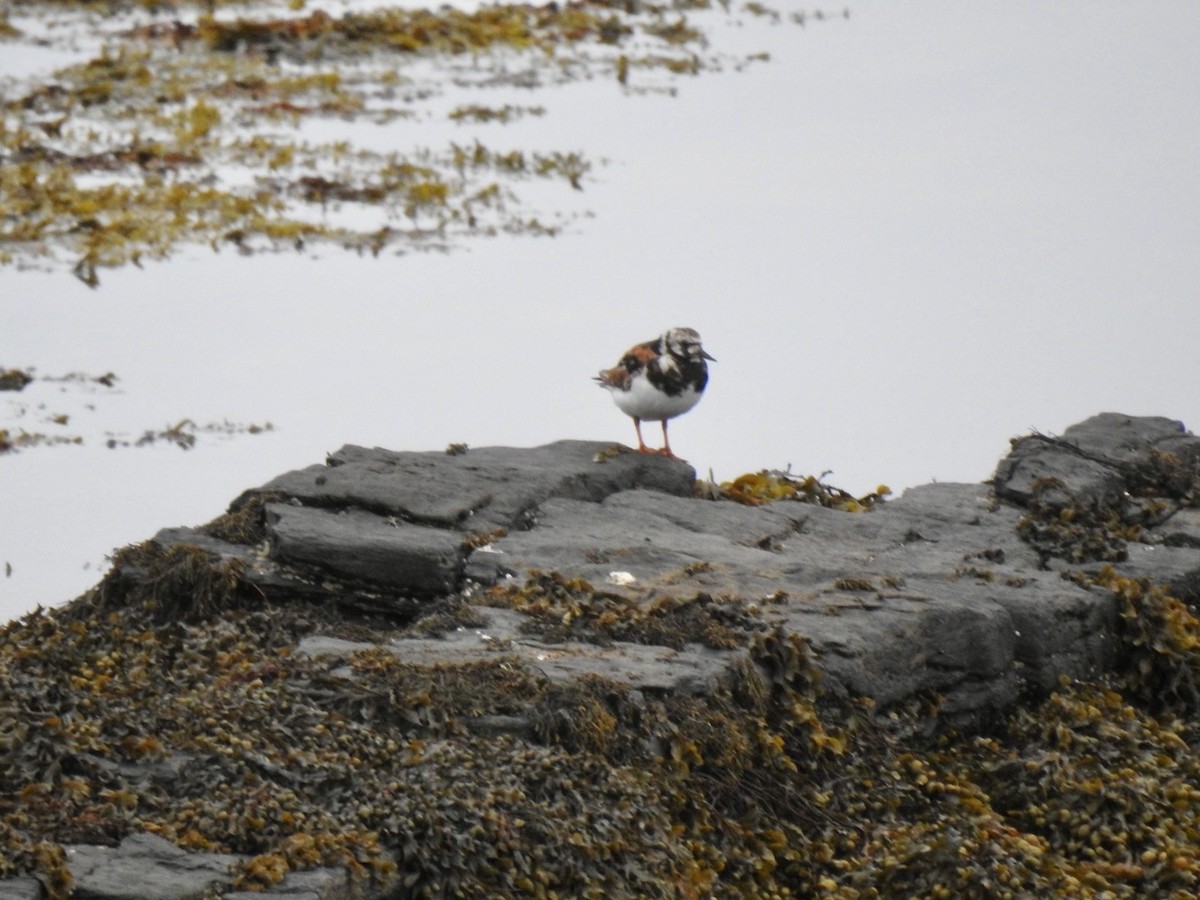 Ruddy Turnstone - ML620561754