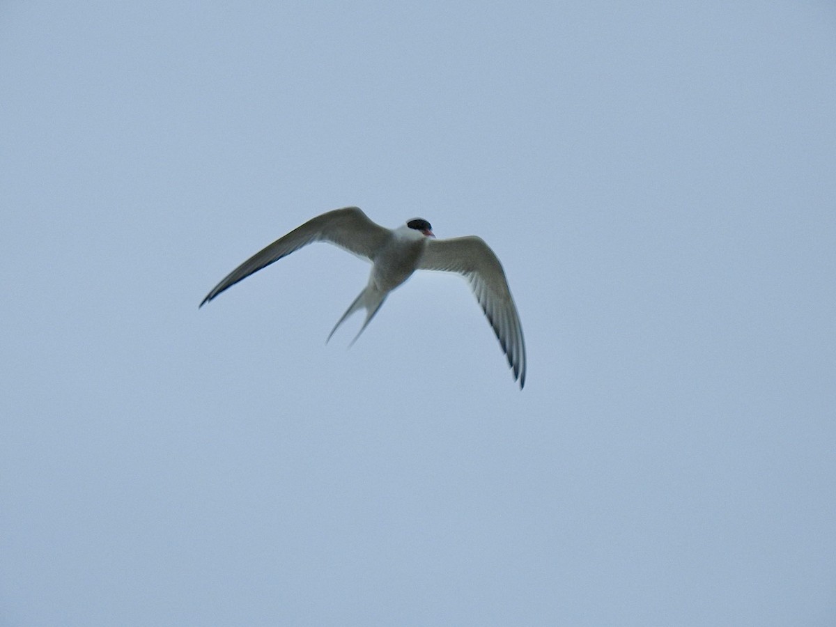 Arctic Tern - ML620561759