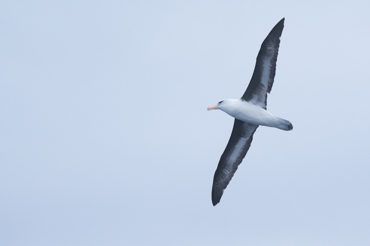 Albatros à sourcils noirs (impavida) - ML620561761